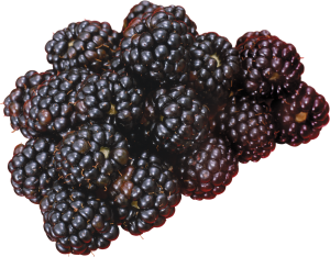 Blackberry PNG-26588